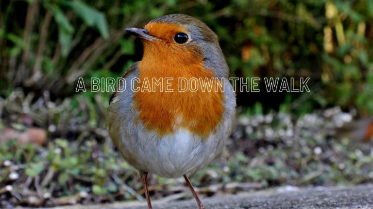 A Bird Came Down the Walk-Summary and Question & Answer 4 A Bird Came Down the Walk - Summary and Analysis A bird perched on a path, representing the imagery and themes of nature in Emily Dickinson's 'A Bird Came Down the Walk